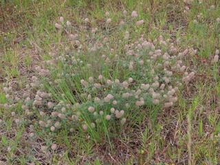 Trifolium arvense