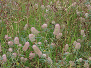 Trifolium arvense