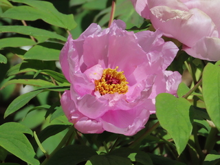 Paeonia suffruticosa