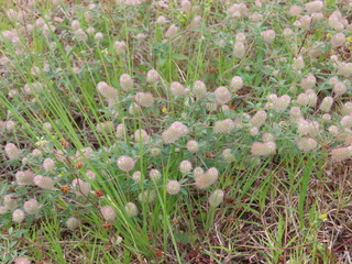 Trifolium arvense
