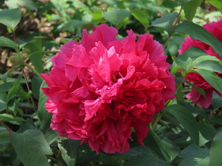Paeonia suffruticosa