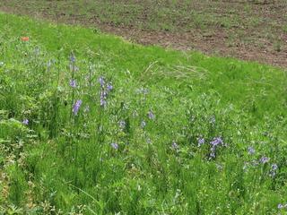 IMG_9785.JPG