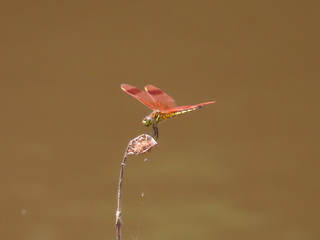 Deielia phaon