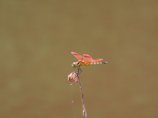 Deielia phaon