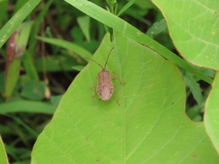 Homoeocerus unipunctatus