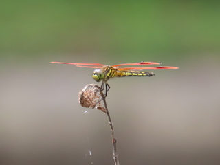 Deielia phaon