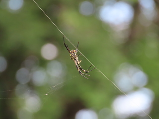 Argiope amoena