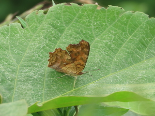 Polygonia c-aureum