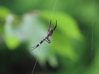Argiope amoena