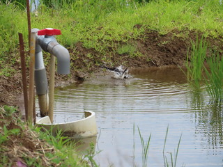 Motacilla alba lugens