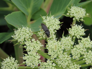 Peucedanum japonicum