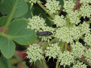 Peucedanum japonicum