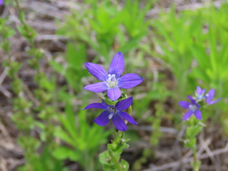 Triodanis perfoliata