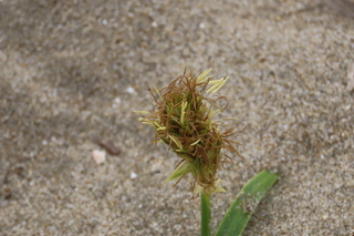 Carex kobomugi
