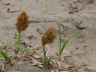 Carex kobomugi