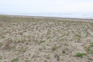 Carex kobomugi