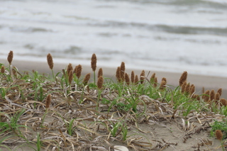 Carex kobomugi