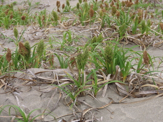 Carex kobomugi