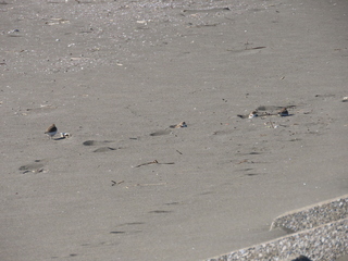 Charadrius alexandrinus