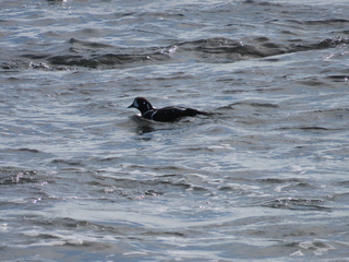 Histrionicus histrionicus