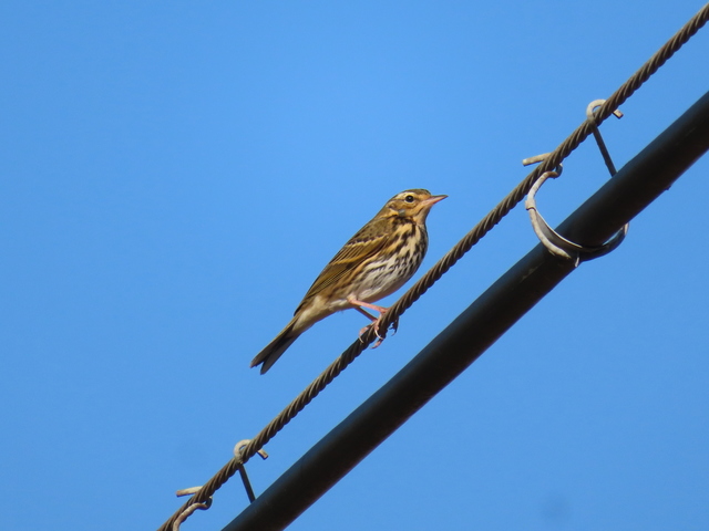 Anthus spinoletta