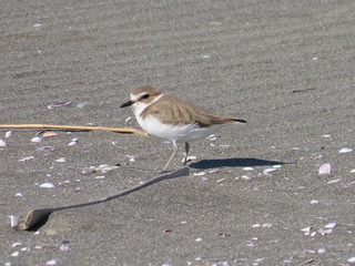 Charadrius alexandrinus