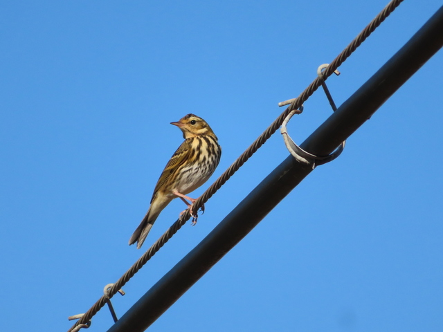 Anthus spinoletta