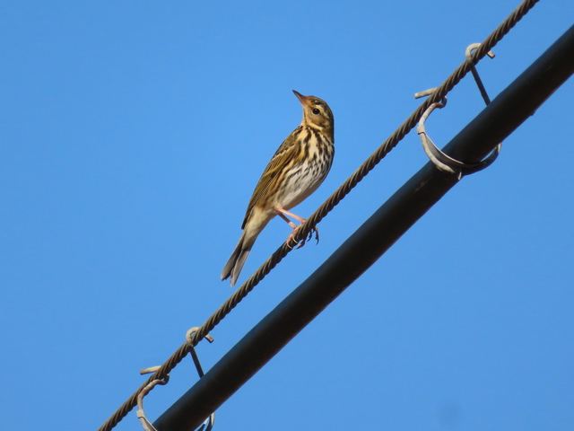 Anthus spinoletta