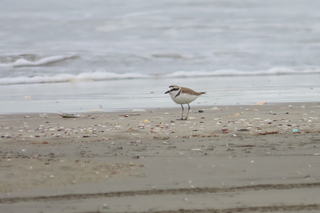 Charadrius alexandrinus