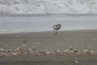 Charadrius alexandrinus