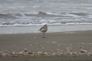 Charadrius alexandrinus